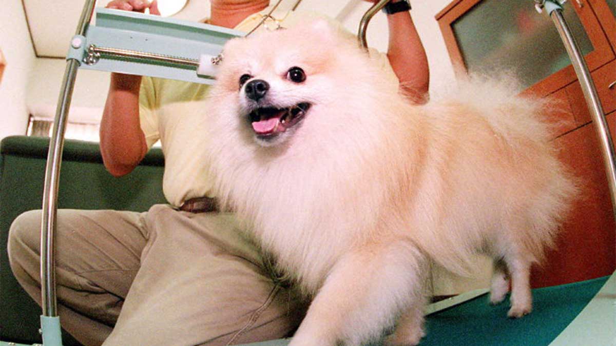JAPAN-DOG-TREADMILL-2
