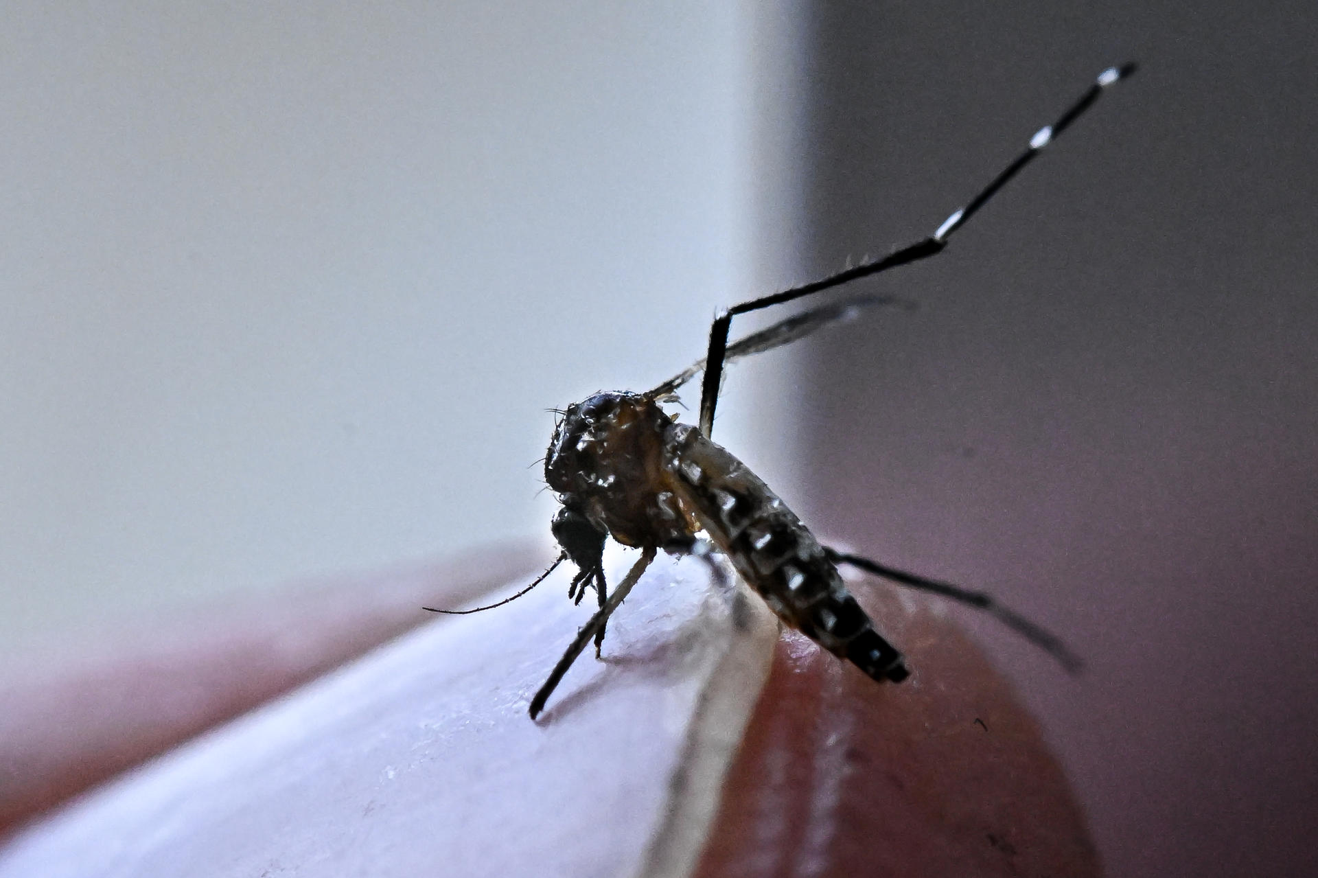 Calentamiento récord, estrés laboral y dengue: las nuevas verdades de la ciencia climática